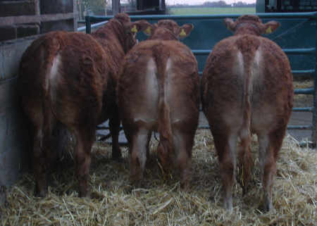 Alistairs first three daughters new